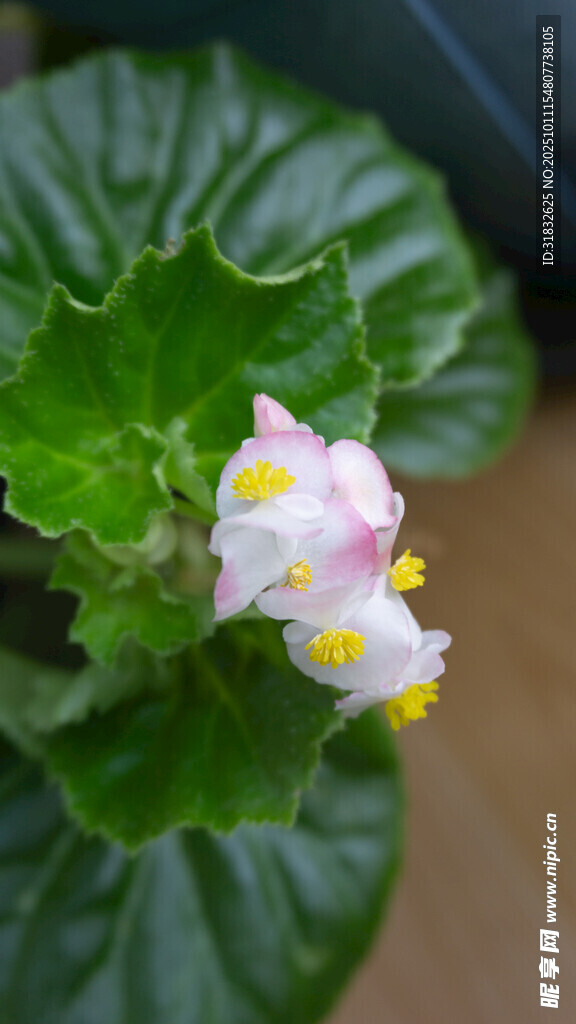 娇艳粉色小花绽放绿叶间