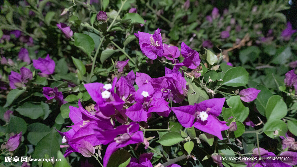 绽放的紫色三角梅