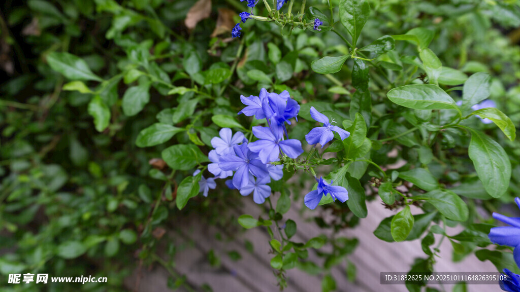蓝花绽放于绿叶间