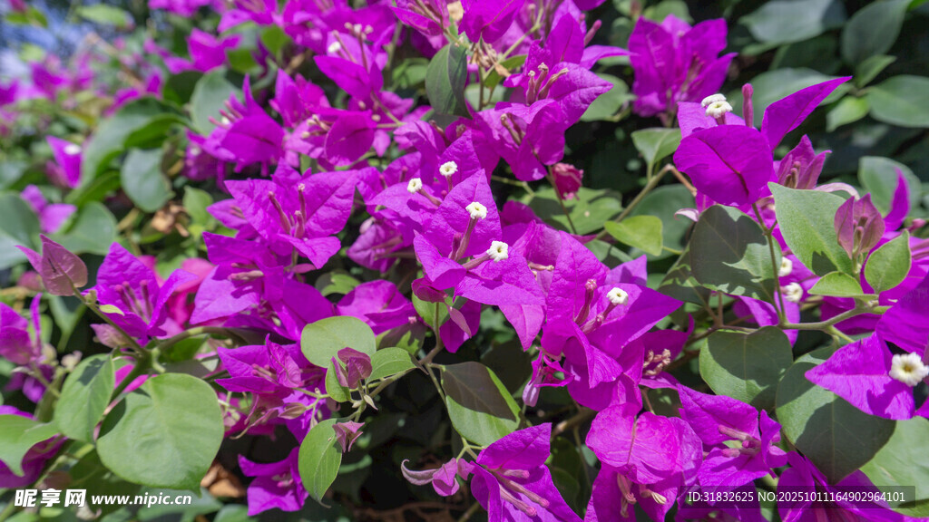 艳丽三角梅绽放