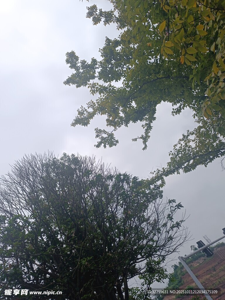 仰视视角下的树木与天空