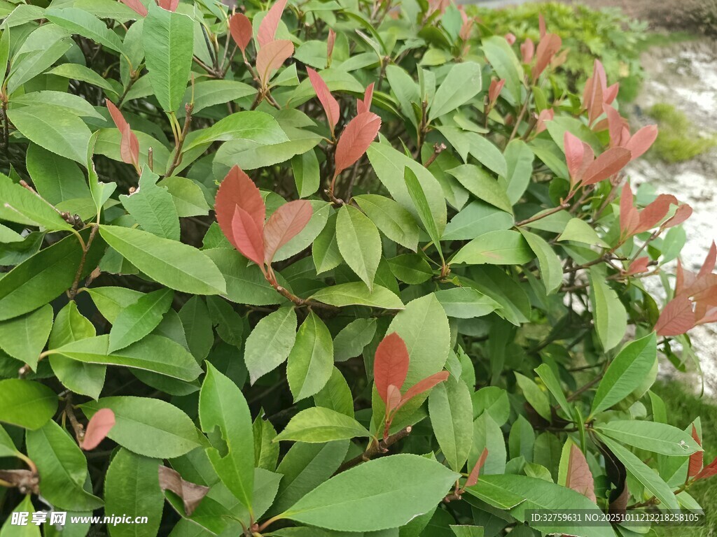 绿叶间的红边植物