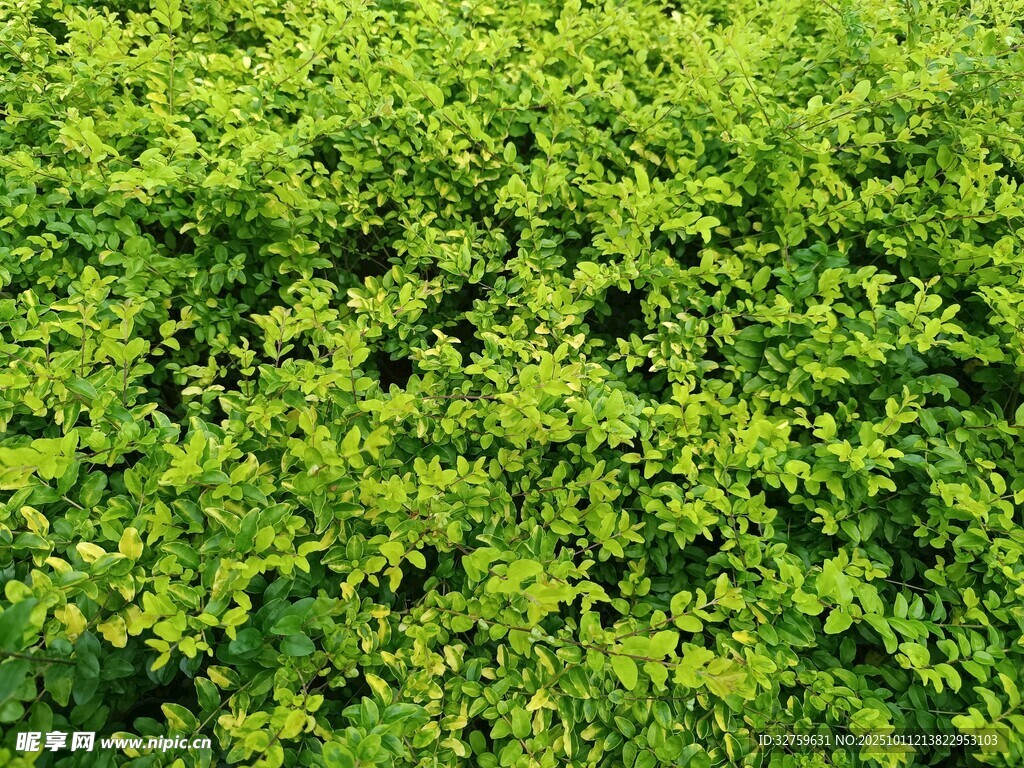 翠绿繁茂的绿植景观