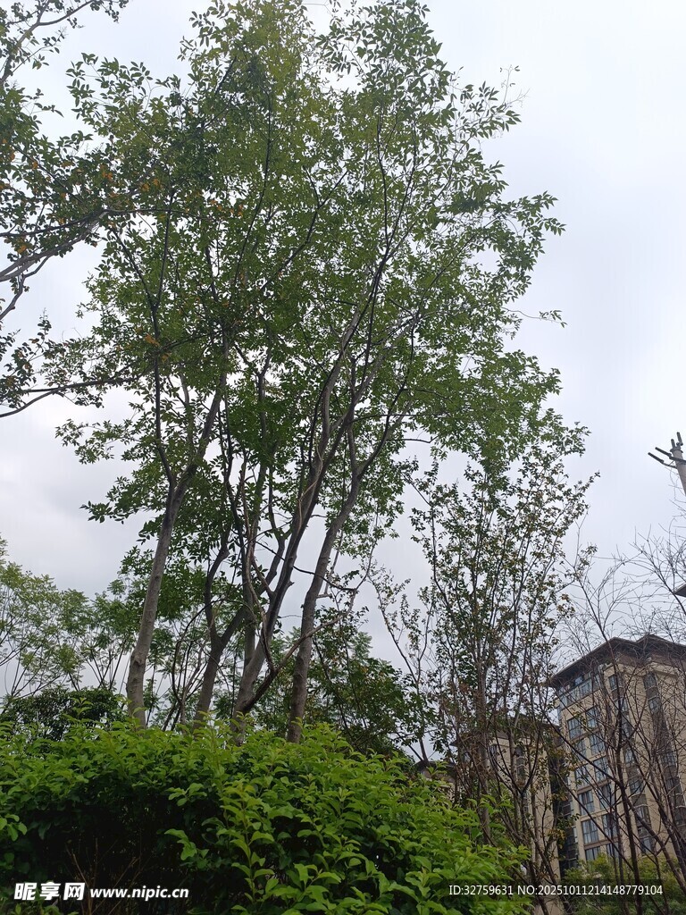 户外绿树与繁茂植被