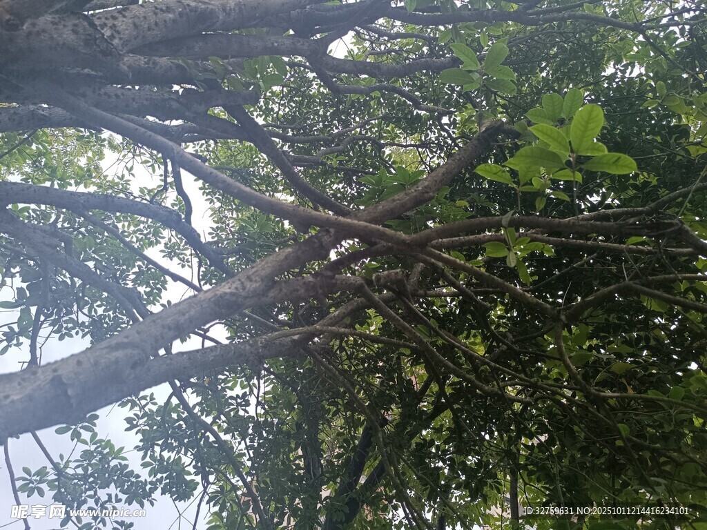 仰视繁茂树枝与绿叶