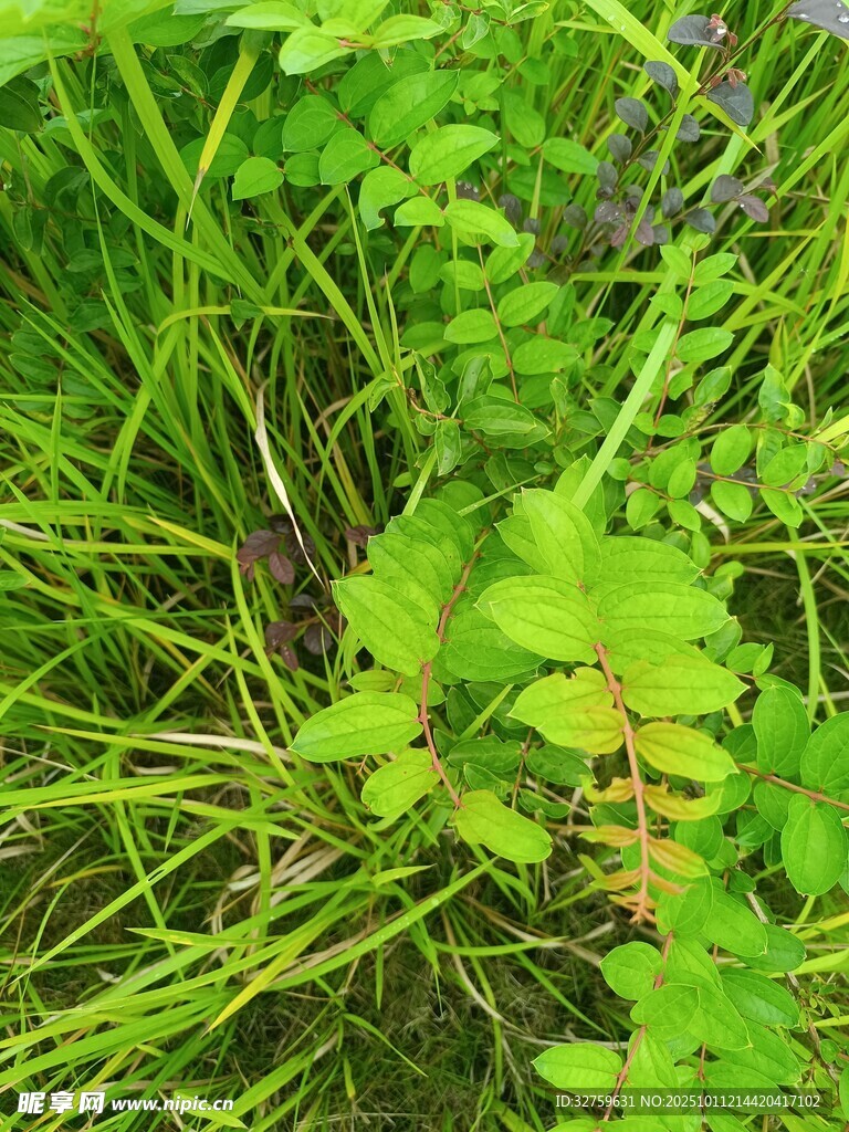 草丛中的绿色植物