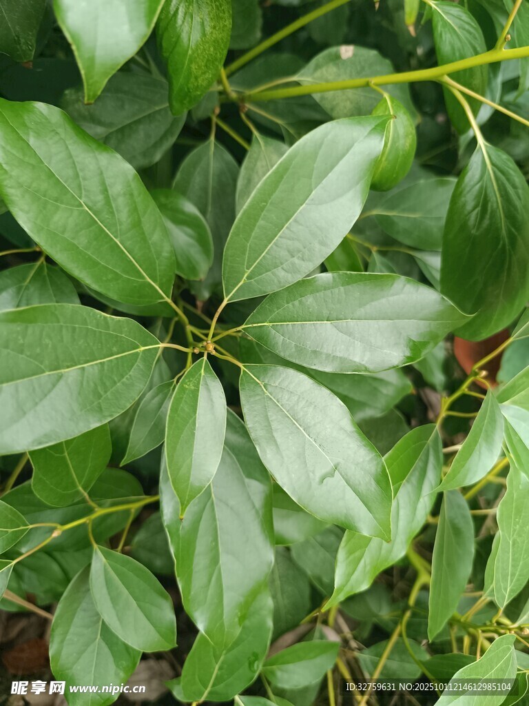 绿叶丛生的植物特写