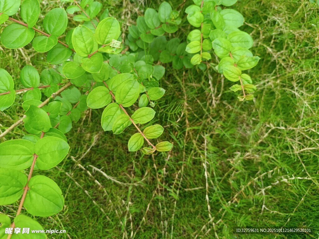 翠绿草丛中的鲜嫩叶片
