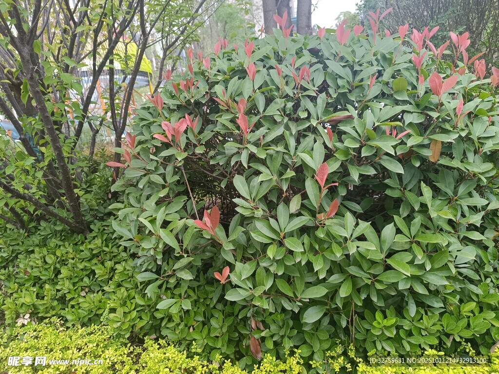 绿叶红花的灌木丛景观