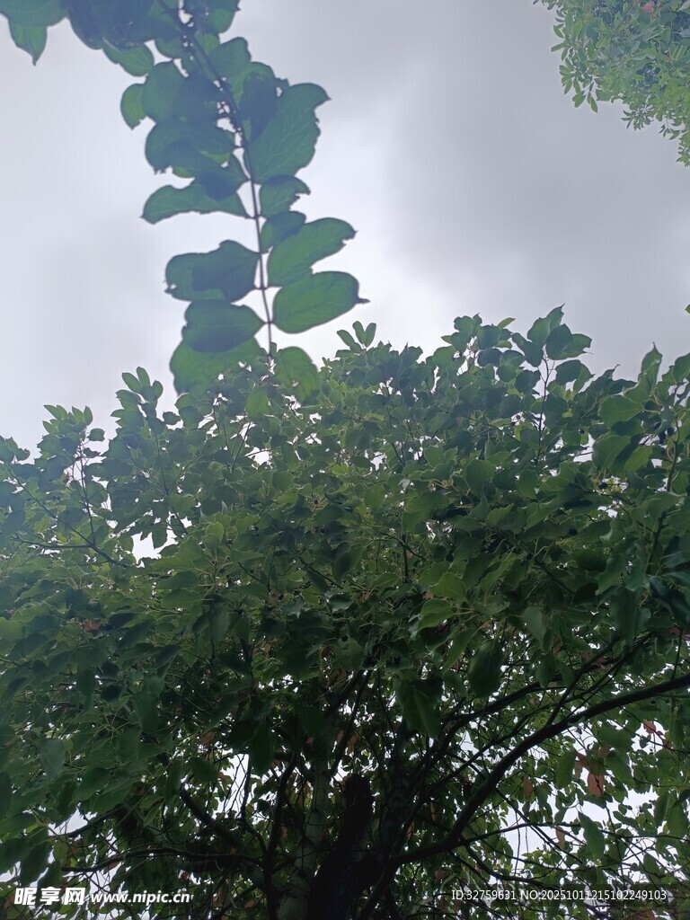 仰视繁茂绿树与天空