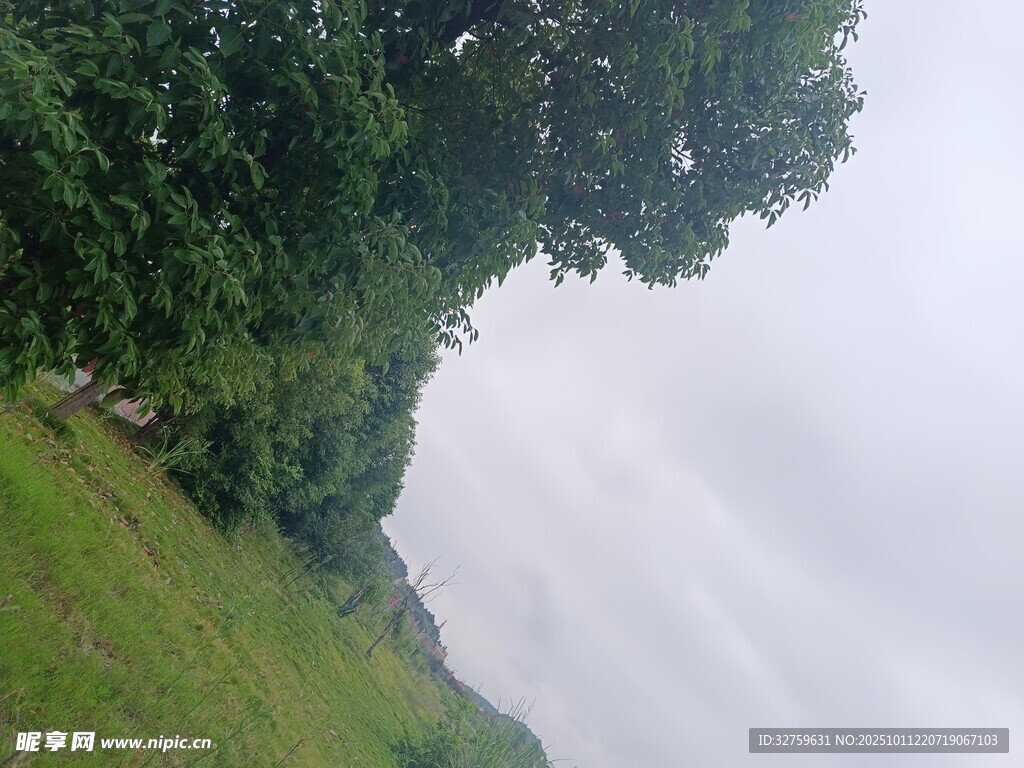 绿意盎然的户外自然景致