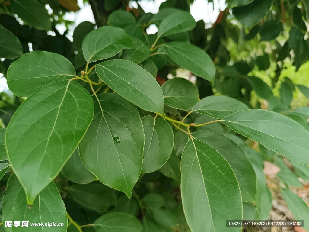 翠绿繁茂的树叶特写