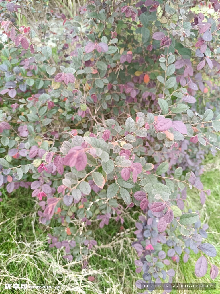 繁花盛开的多彩植物景观