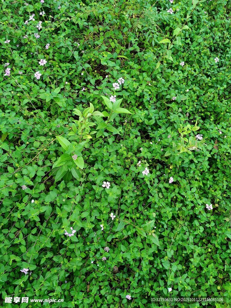 翠绿繁茂的丛生小草