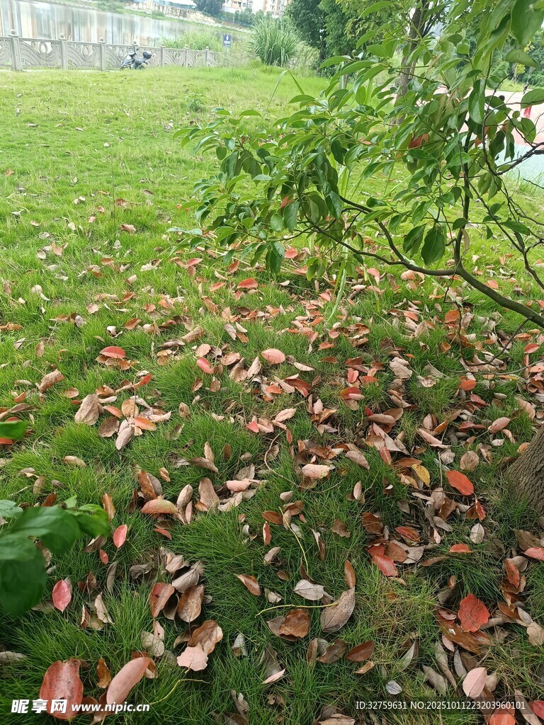 草地落叶旁的葱郁绿植