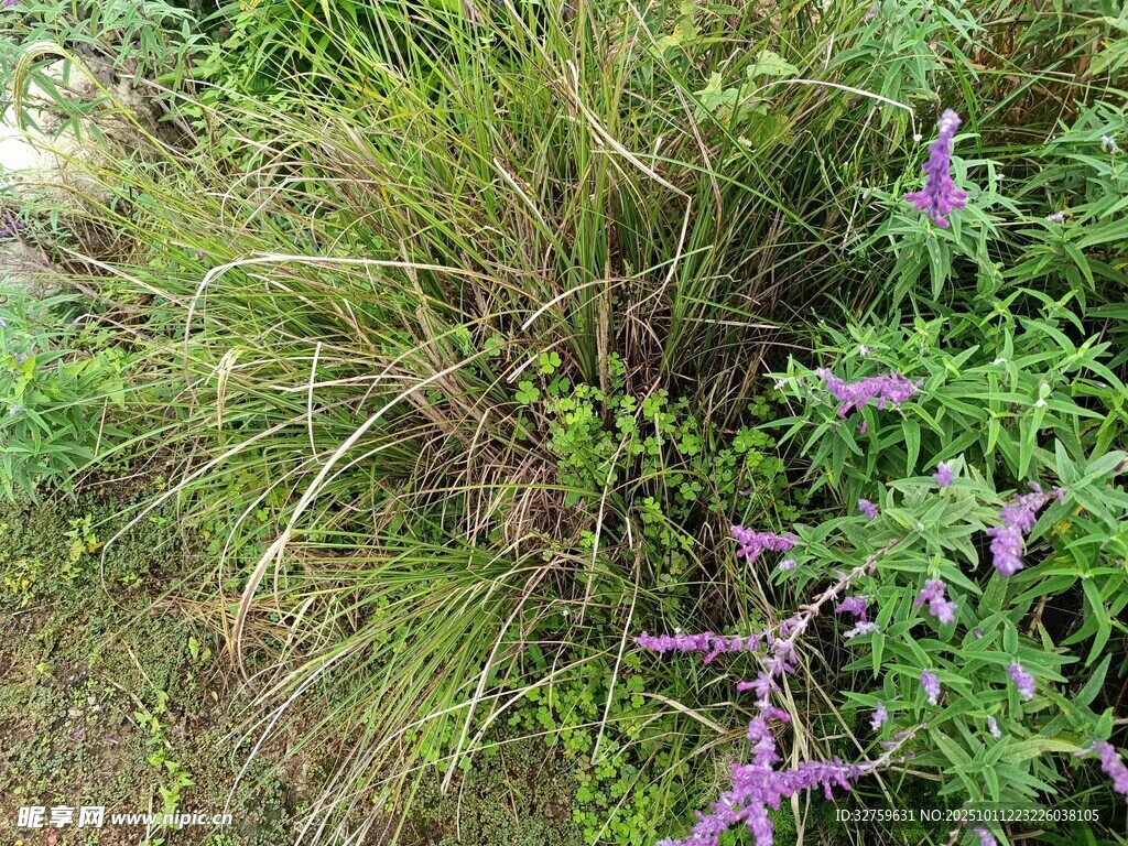 野外紫色花卉与绿植景观