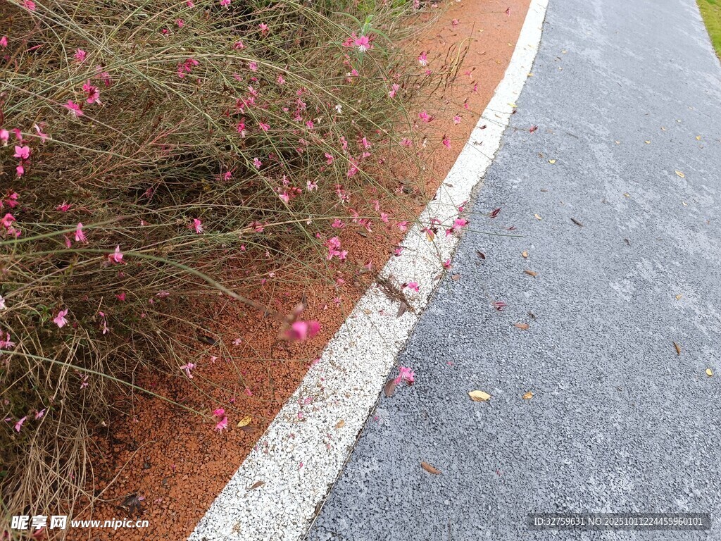 路边花草与灰色路面景致