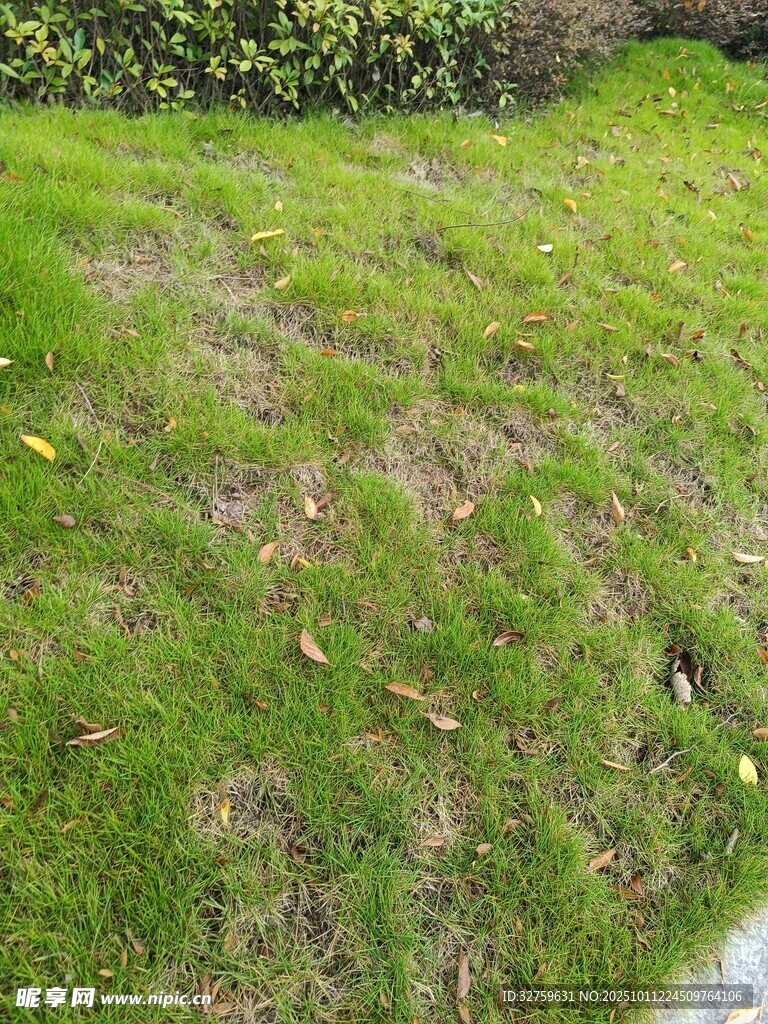 绿意盎然的草地景观