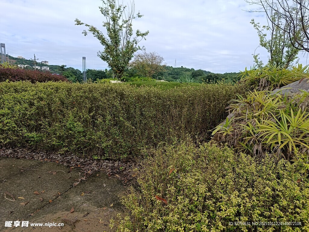 绿意盎然的灌木丛景观