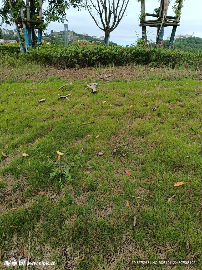 户外开阔草地自然景致