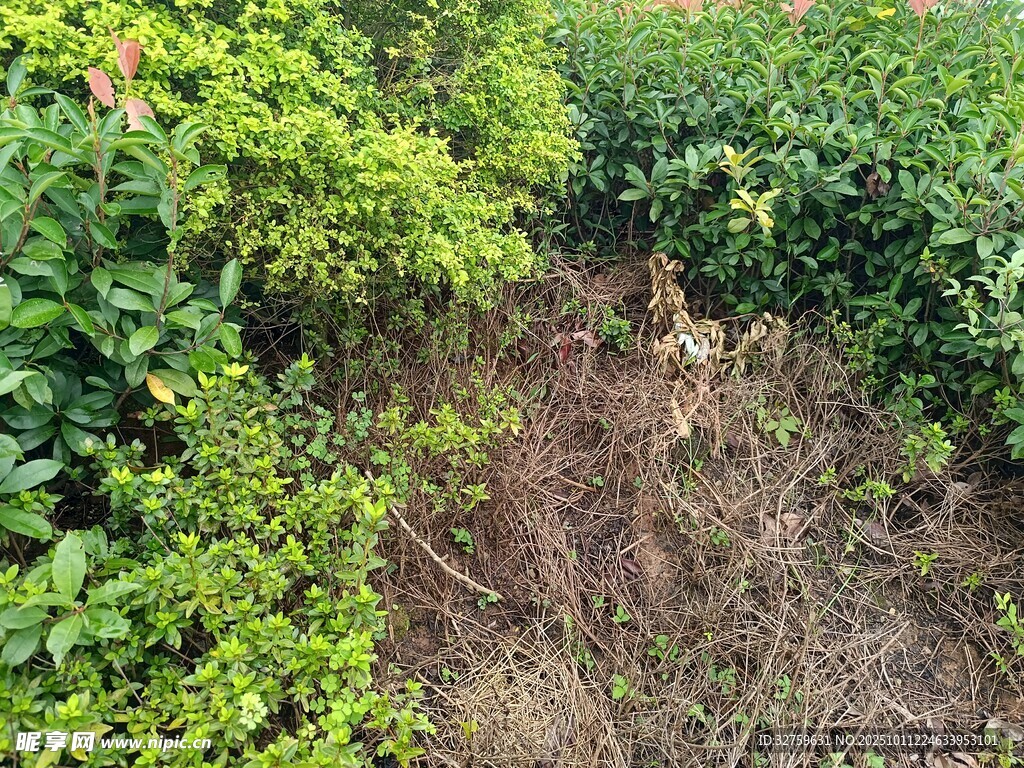绿植丛中的荒芜地带