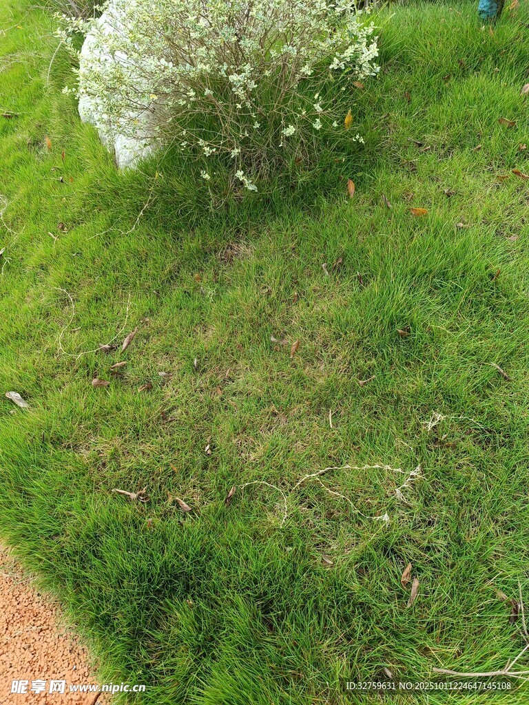 绿草如茵旁的白色花丛