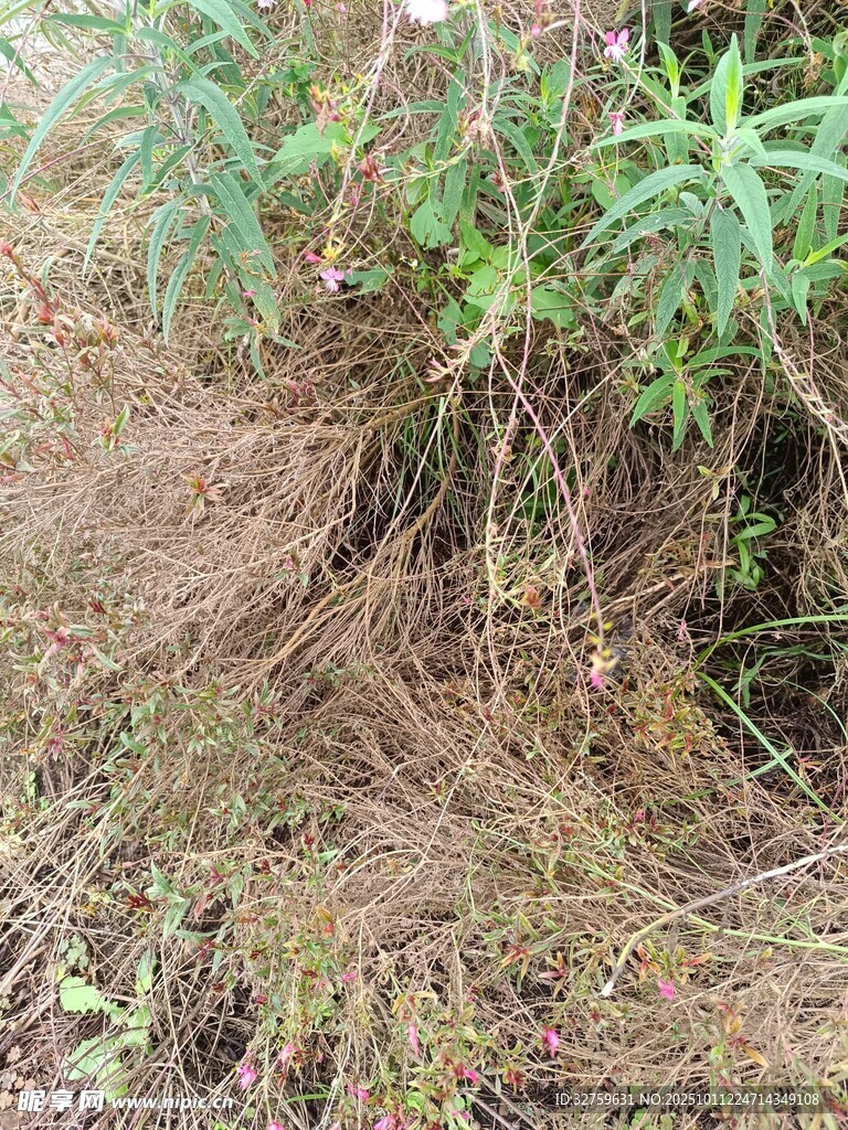 杂草丛生的植物景象
