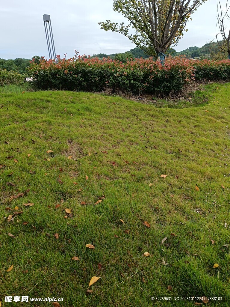 户外翠绿草地与树木景观