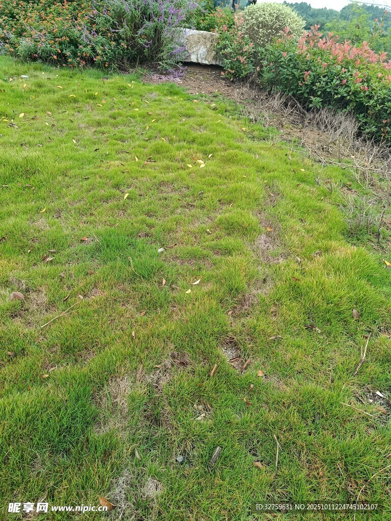 绿意盎然的户外草坪景观