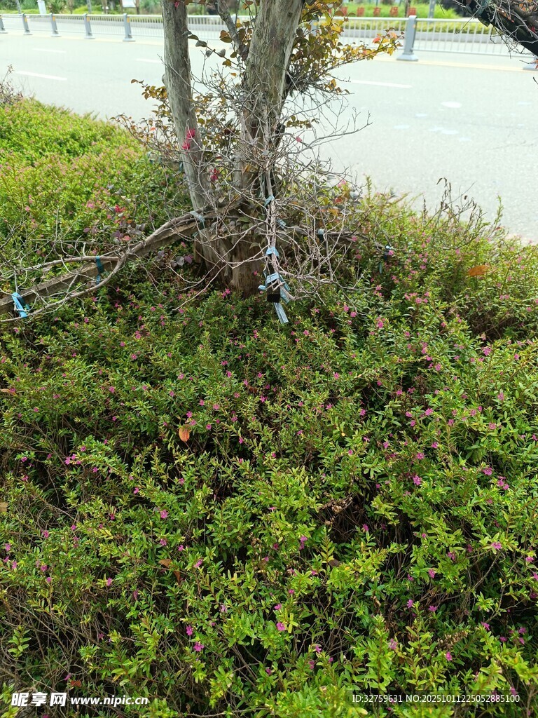 岸边繁茂绿植与树根景观