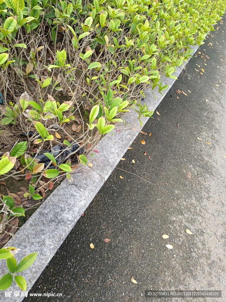 路边嫩绿植物与灰色路缘