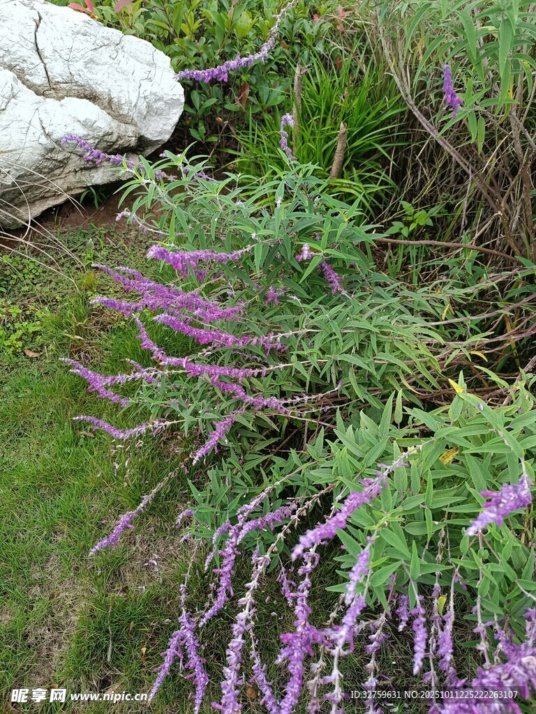 紫色花草生长于石旁