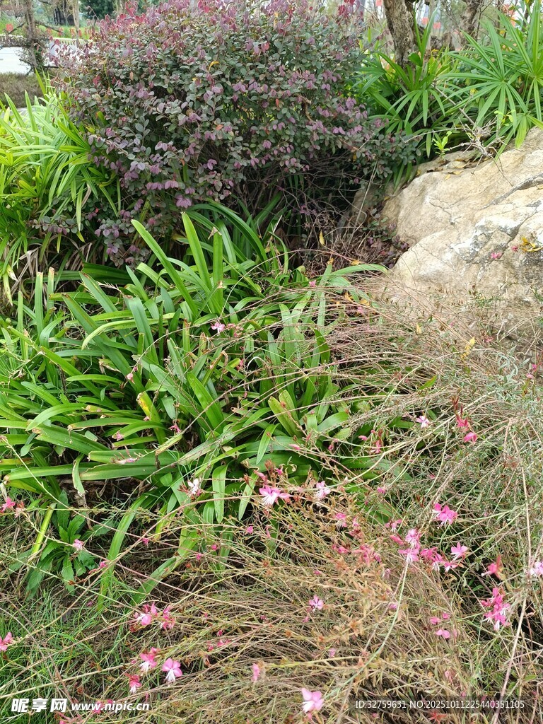 花园绿植与花卉景致