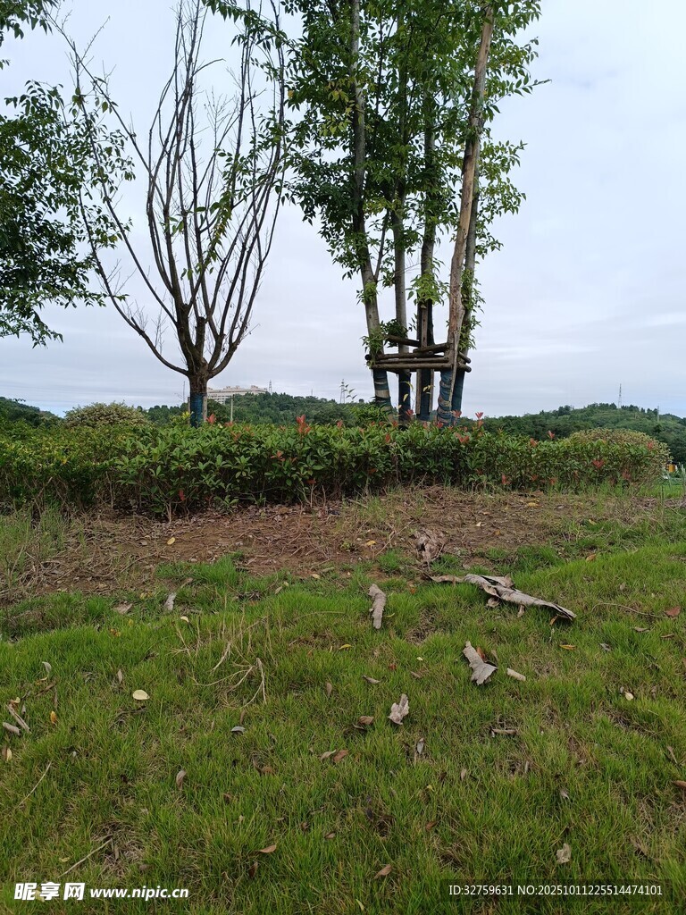 野外草地树木景观