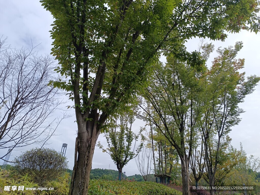 路边绿树成荫的自然景象