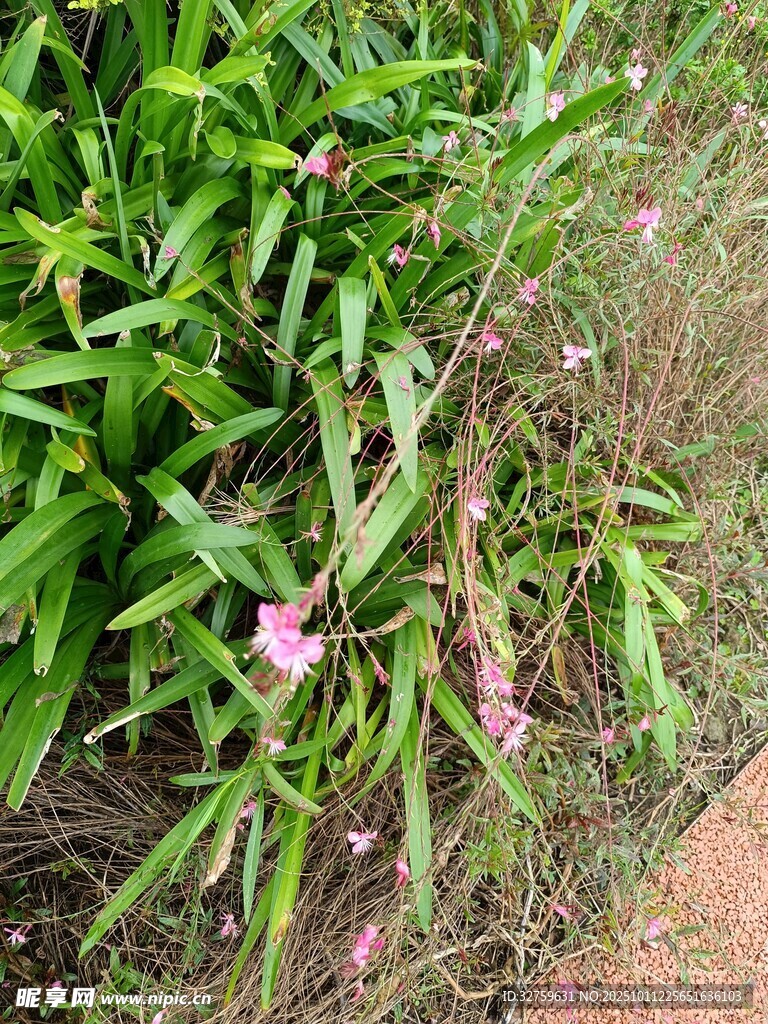 绿叶丛中的粉色小花