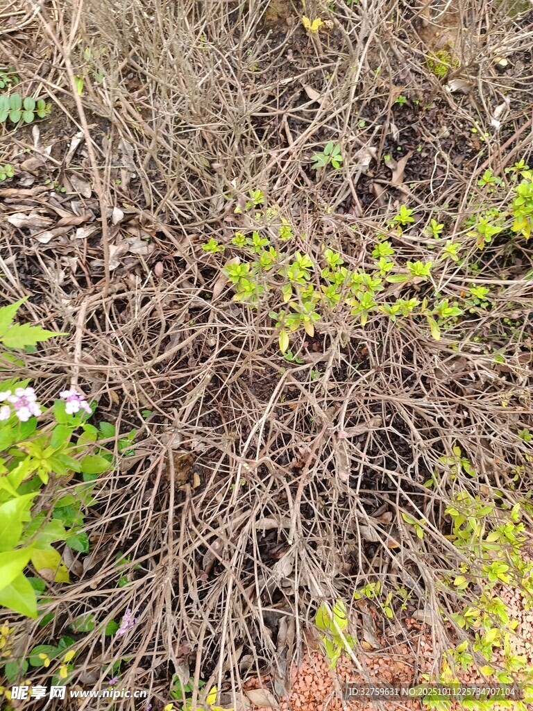 地面杂乱植物景象