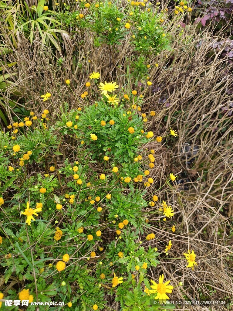 野外绽放的黄色小花