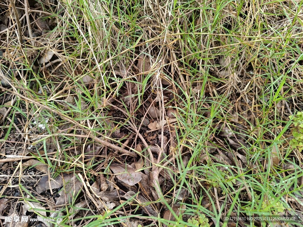 野外丛生杂草景象