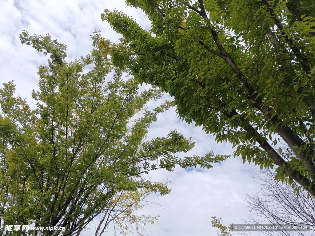 仰视绿树与天空