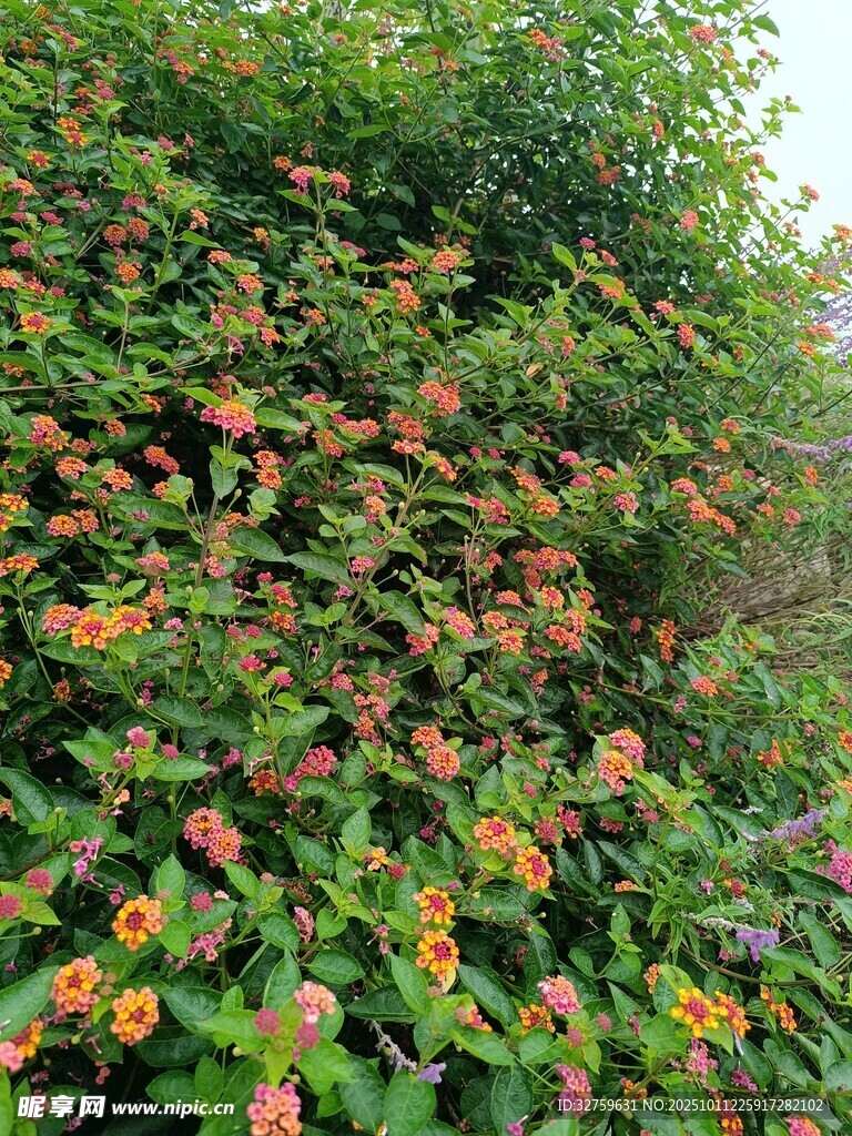 繁花似锦的绿植景观