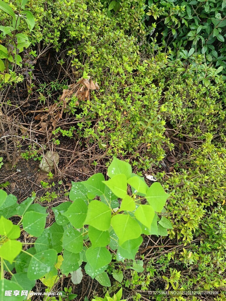 绿叶繁茂的自然植物景观