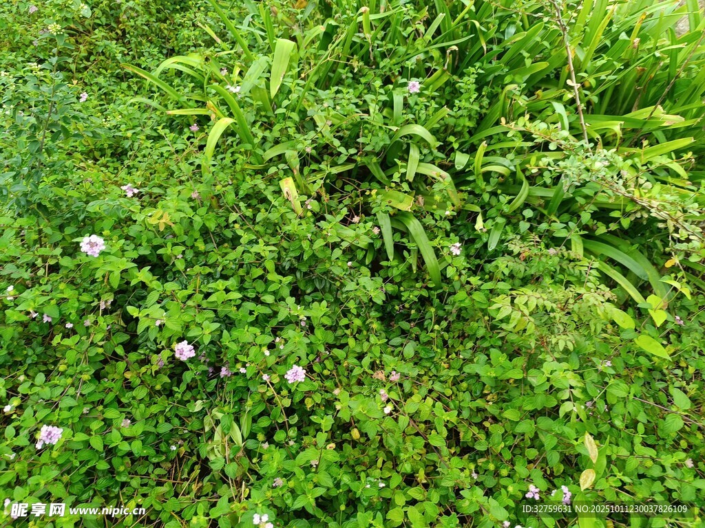 翠绿草丛中的零星小花