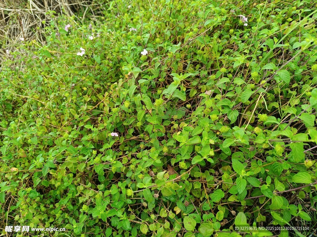 翠绿繁茂的野生植物群落