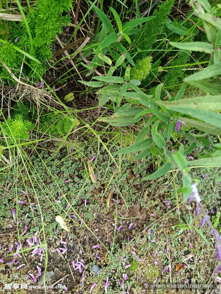 草丛中的绿色植物景象