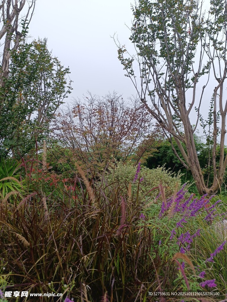 户外繁茂花草景观