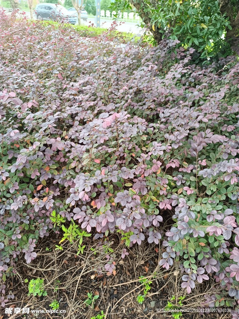 紫色地被植物景观