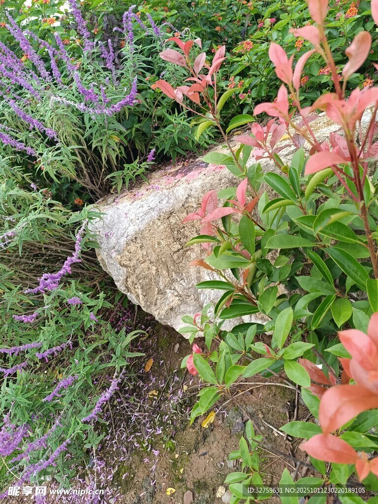 石畔多彩花卉景观