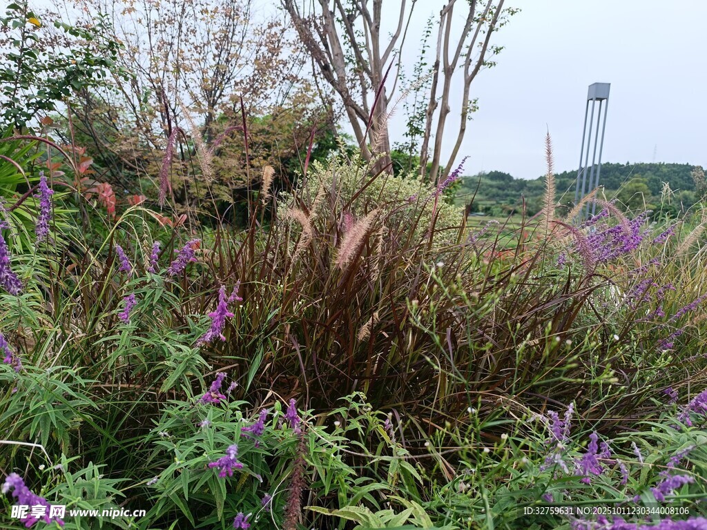 多彩花草装点的自然景致