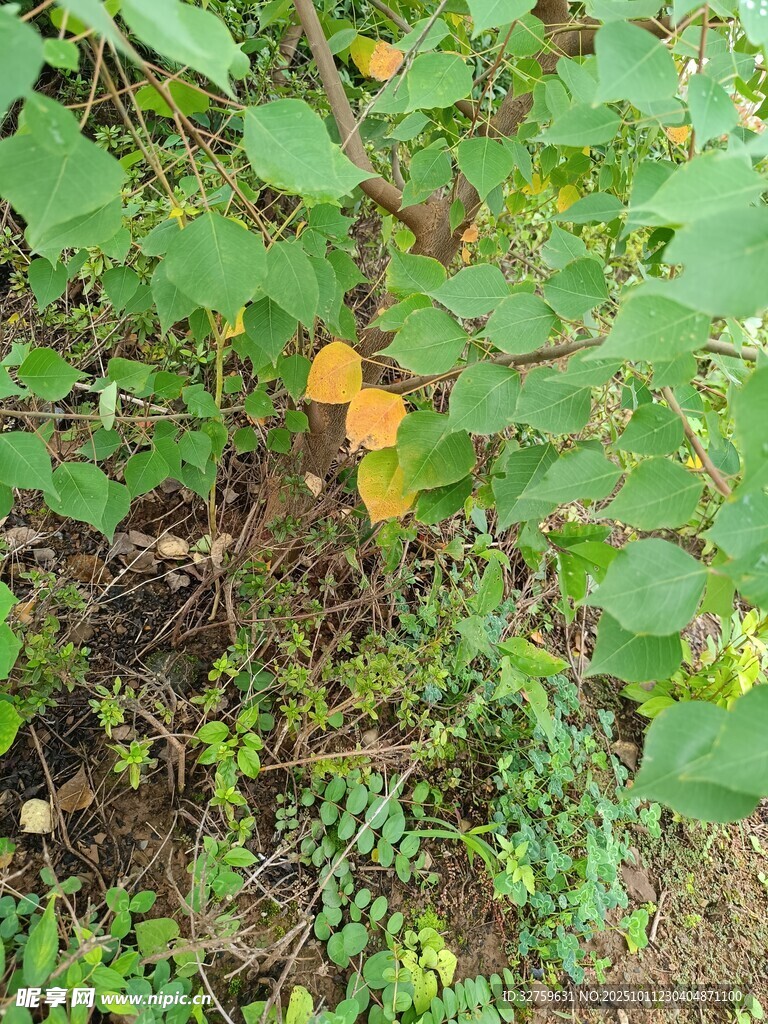 草丛中的橙色物体